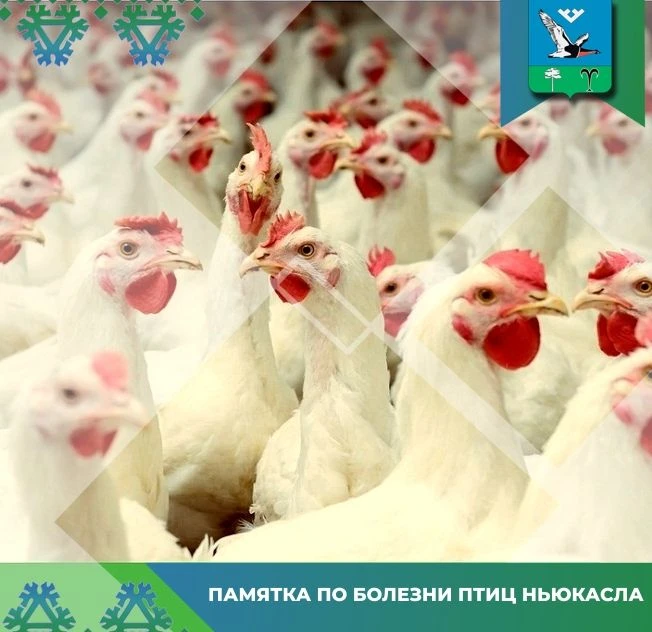 Болезнь Ньюкасла (псевдочума)- высококонтагиозная вирусная болезнь птиц из отряда курин...