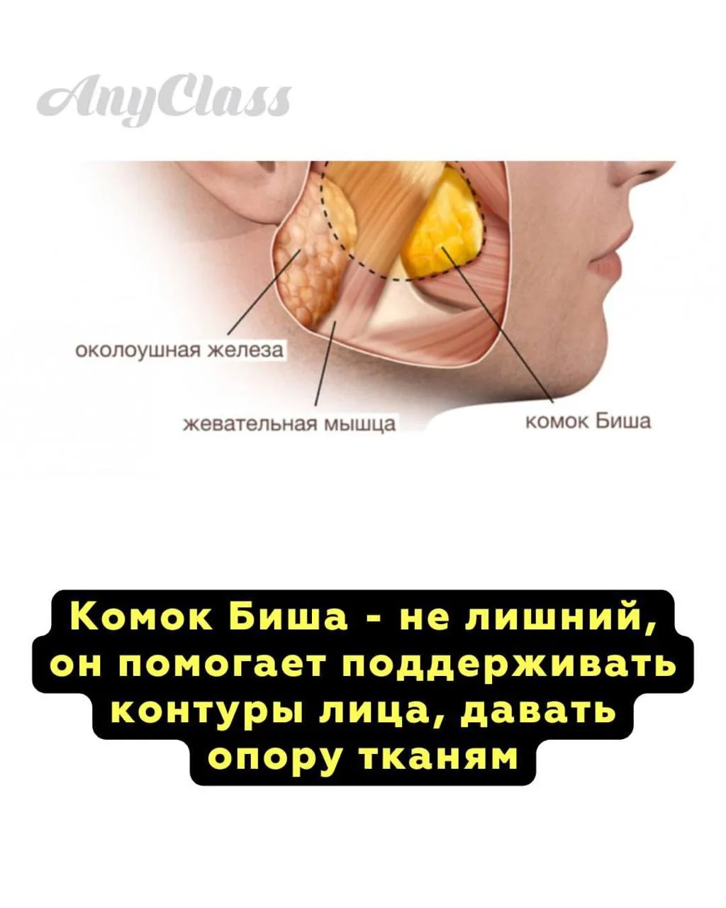 Сейчас все гонятся за острыми скулами и утончённым лицом, и многим кажется, что единственный путь - 