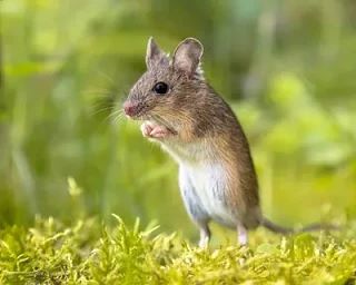 😨🐭 В Прикамье втрое выросло число случаев «мышиной» инфекции