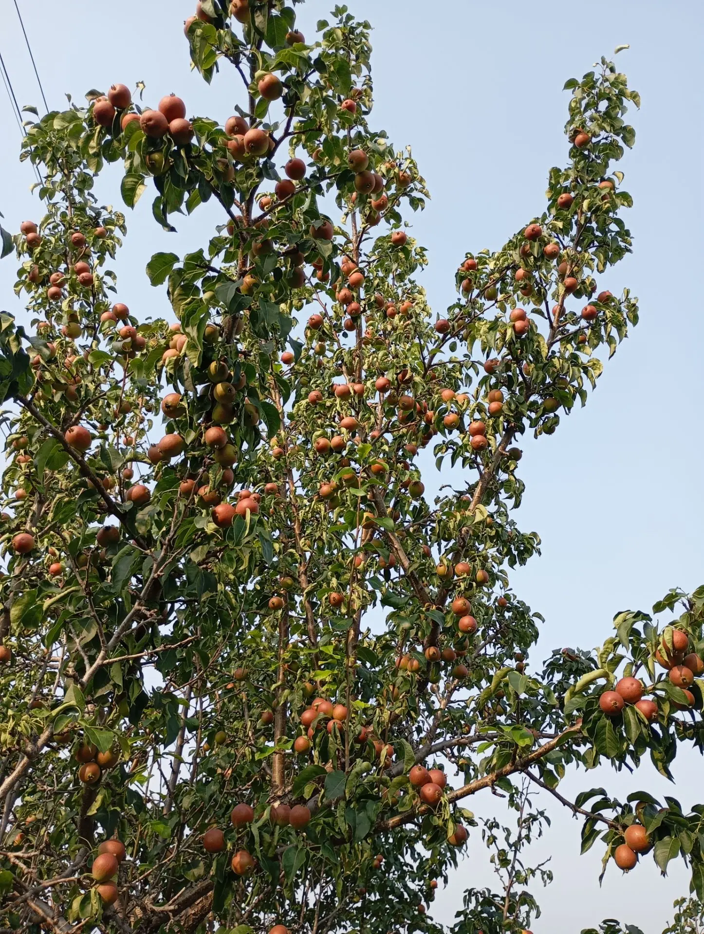 🍐 Груши сибирские — сочные и сладкие! 🍐
