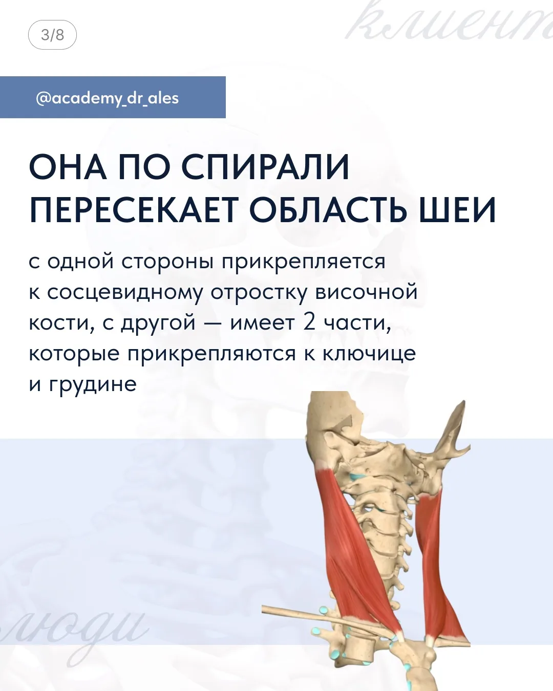 🤩 Волшебная мышца, которая держит лицо!  Грудино-ключично-сосцевидная мышца (ГКСМ) —  испытывает пос