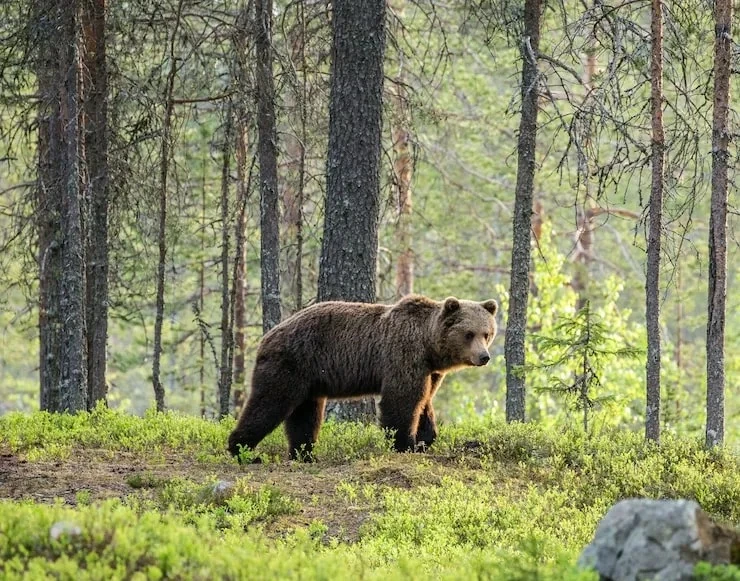 🐻 57 звонков о медведях за сутки: 13 отстреляли, всего за сезон — 225