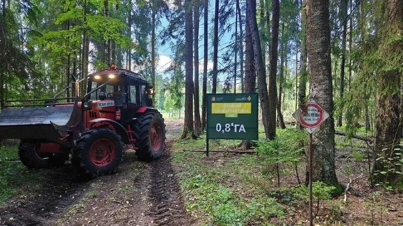 🌲 Работы по санитарной очистке леса продолжаются