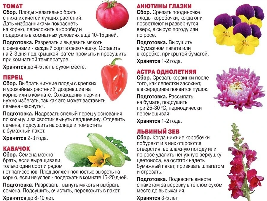 Собираем семена