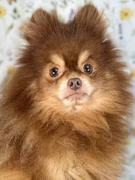 Ищет дом спокойный и мудрый Кулик, приезжайте в Домик Мелкашей! 🐶✨  Москва и МО  Меня зовут Кулик 🐾,