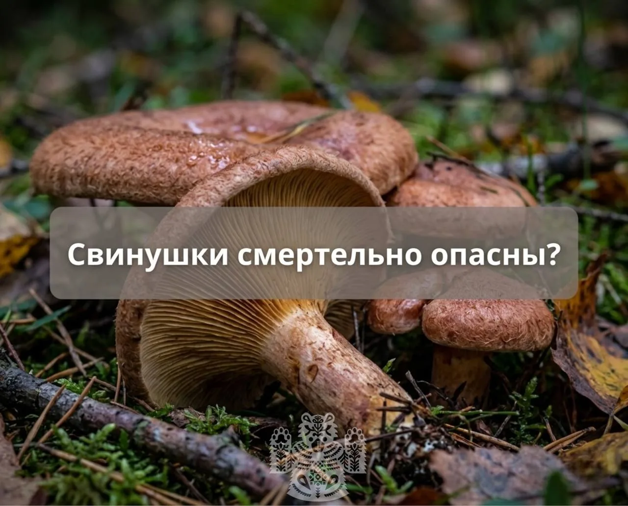 Свинушки — яд: опасности популярного народного гриба

Многие грибники продолжают собирать свинушки, 