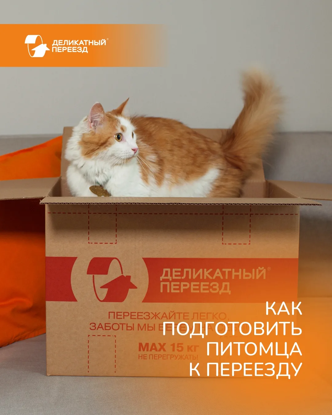 🐾 Как подготовить питомца к переезду?