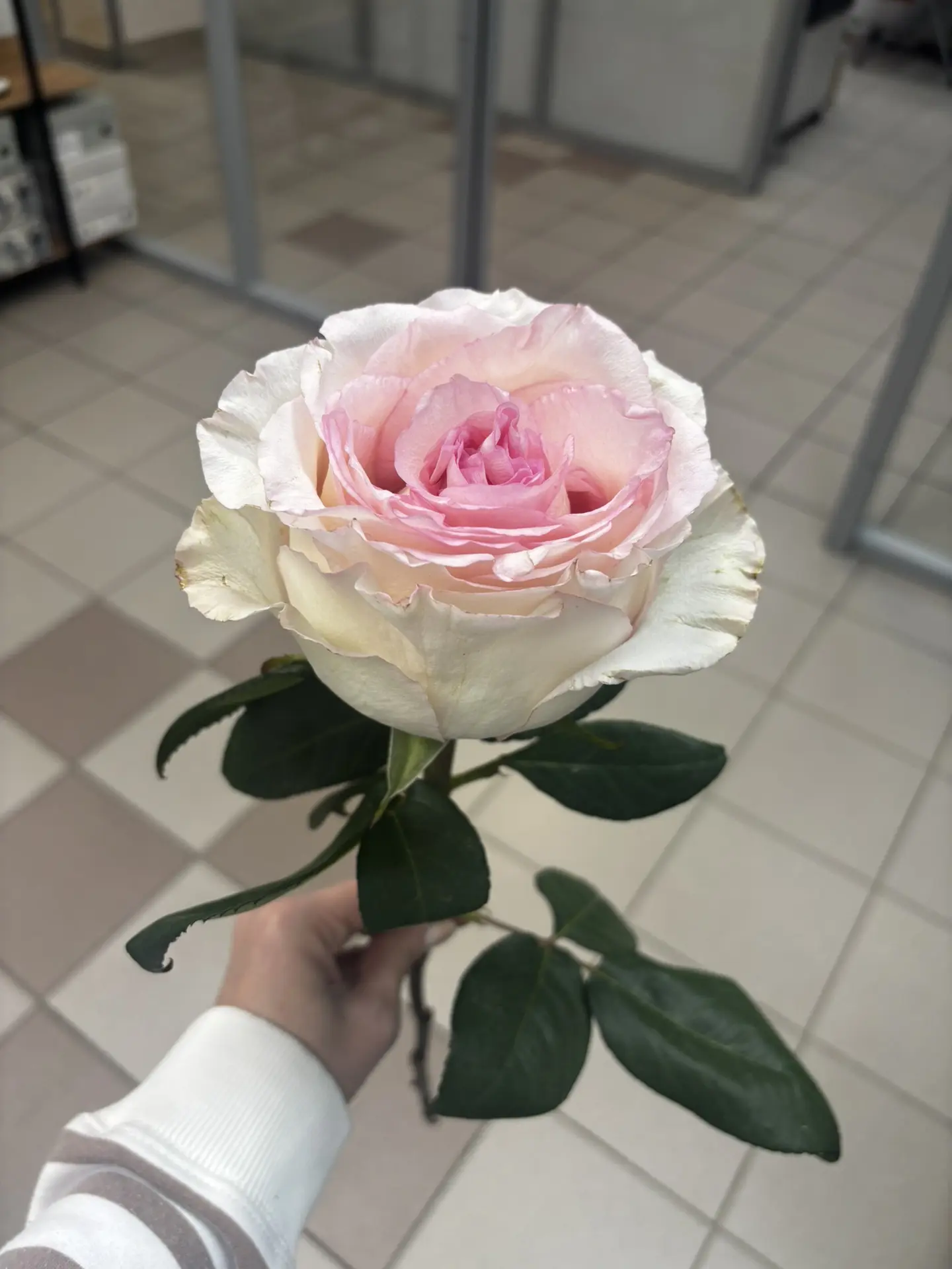 Я доросла до того, что любимые покупатели приходят с подарочками🌹 Мила, роза распустил...