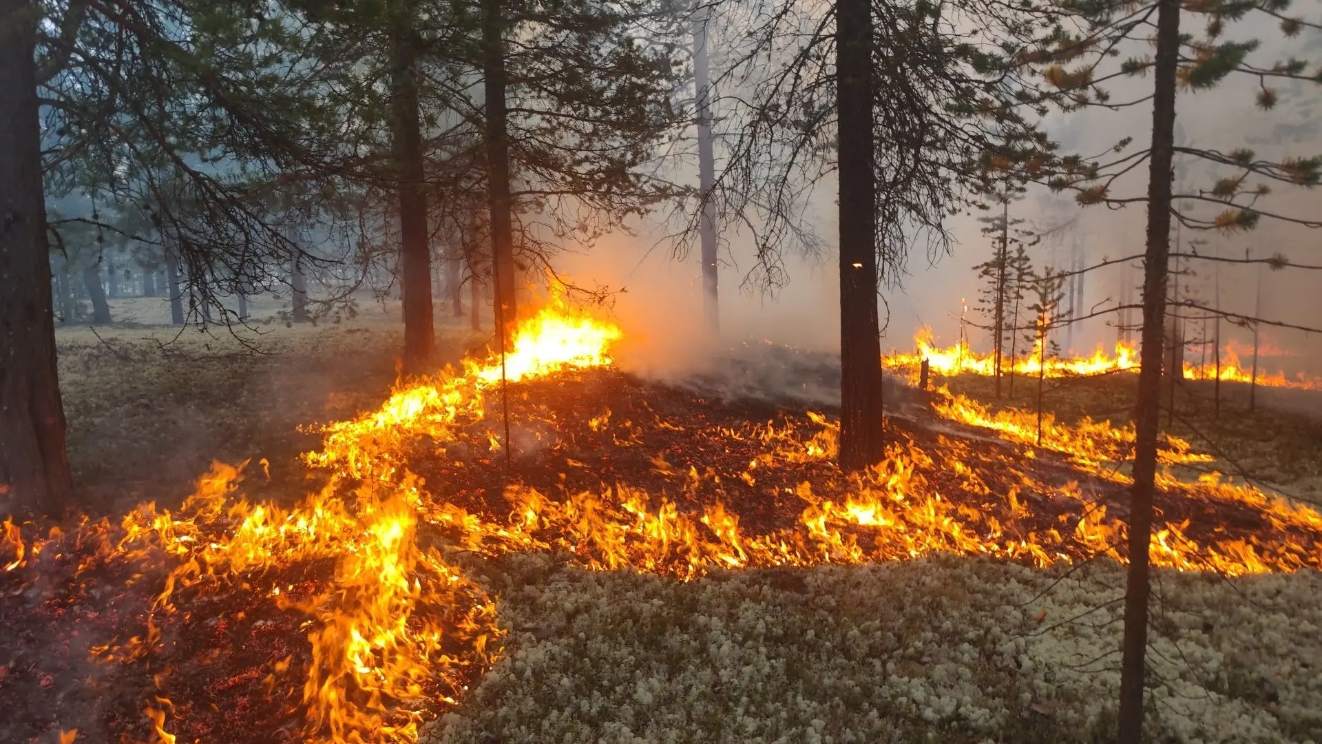 🔥 Огонь охватил 300 тысяч гектаров ямальского леса