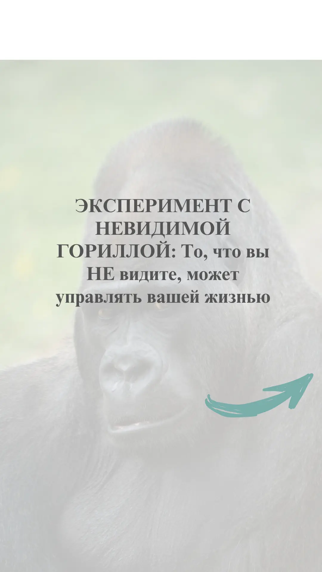 Давайте поищем своих горилл)