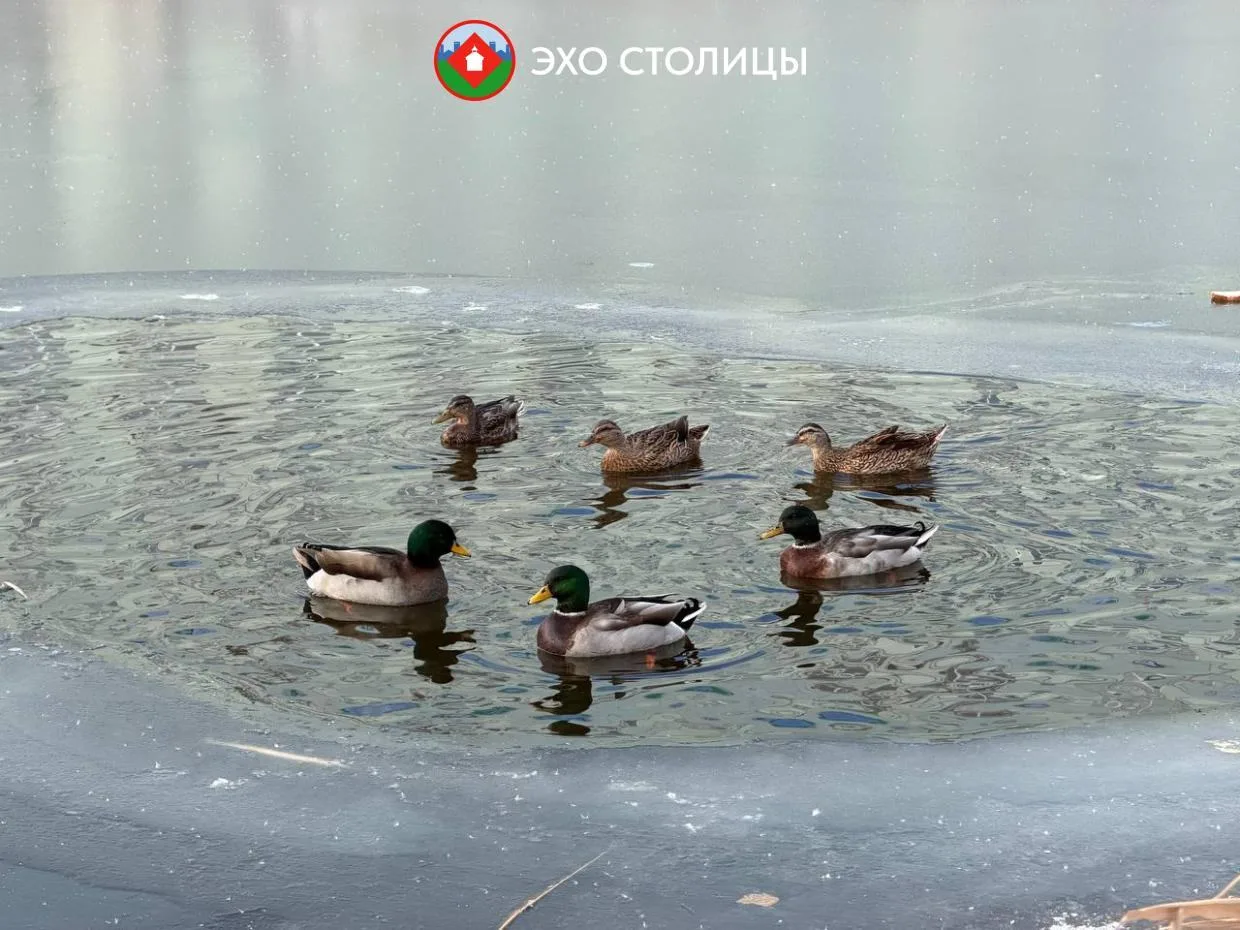 «Охотникам было негде их держать». Как подсадные утки появились на озере Щорса