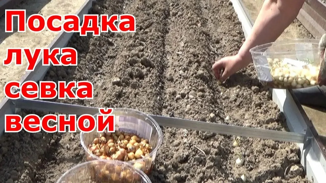 ▌ 🌱🧅 Когда садить лук-севок в открытый грунт?