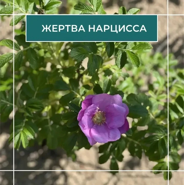 ❓Вопрос

Как помочь девушке (19 лет) выйти из отношений с нарциссом? 

Встречаются три месяца. Он бр