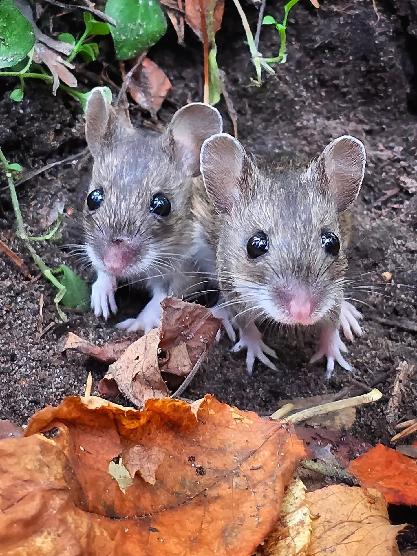 🐭 Мышиная семья в Черняевском лесу
