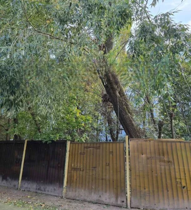 🌳 Деревья на Перекопской угрожают детской площадке