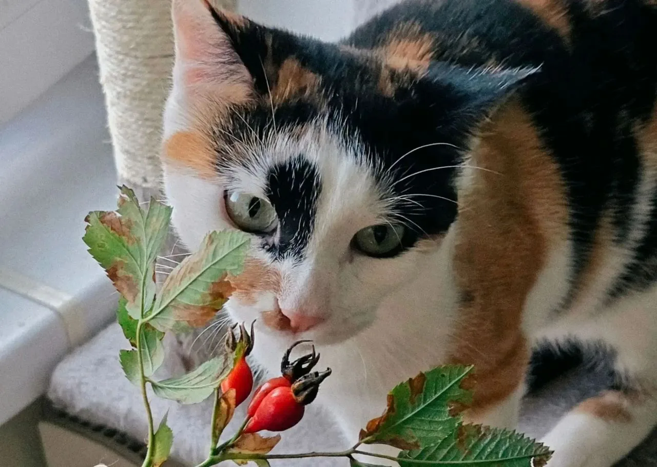 Кошка Ромашка ищет дом!🌸