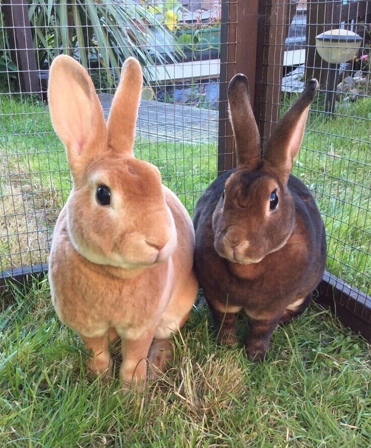 Братцы кролики🐇