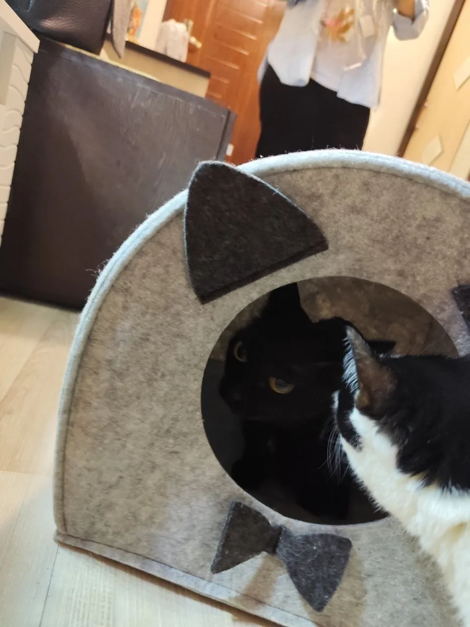 🐾 Криминальные хроники. Котосын Нафаня стал тюльпановым воришкой!  Друзья, а у нас снова привет из д