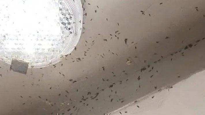 🦋 В регионе расплодилась опасная моль

Активизировались три вида вредителей: тополевая, яблонная и 