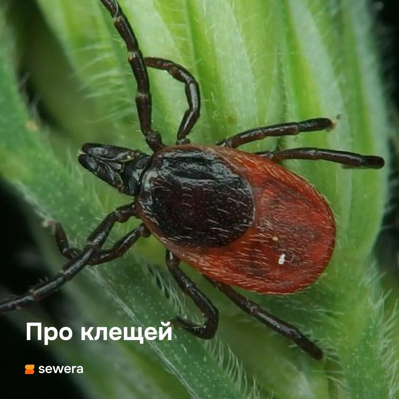 Сезон клещей