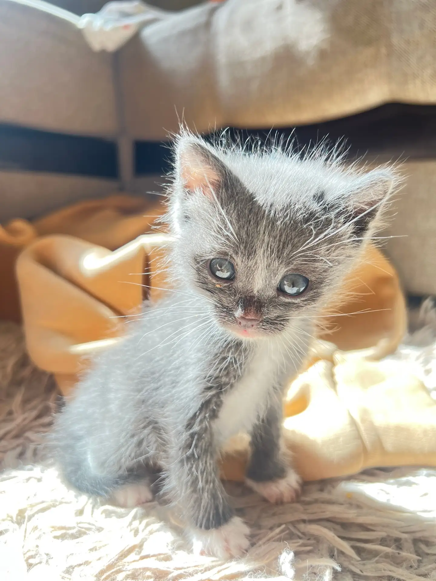 котята из заброшенного дома ищут ручки!!