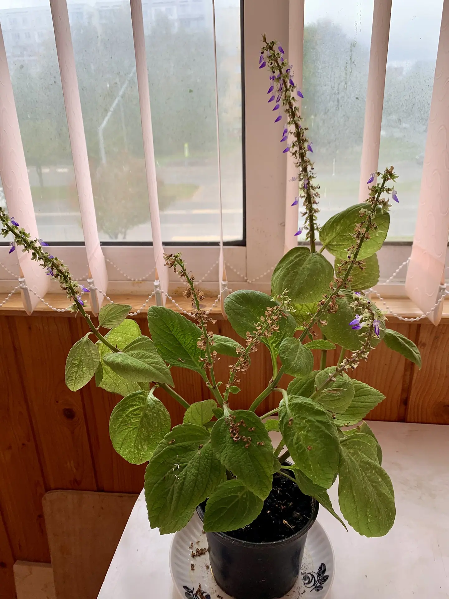 За оба колеуса без горшка 100₽🌸