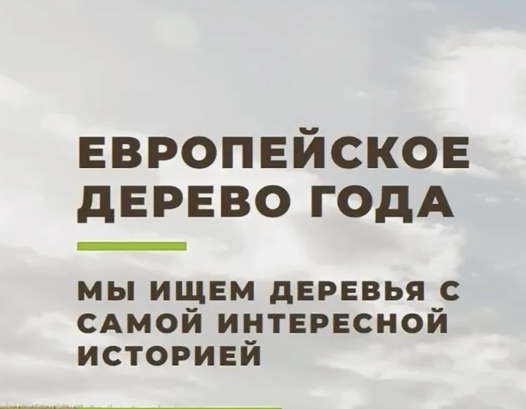Конкурс «Российское дерево года» является национальным отборочным этапом ежегодного меж...