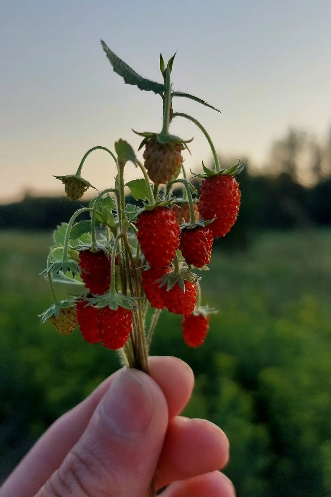 В лесах Алтая начала зреть земляника 🍓

Жители края делятся фото находок и историями: кто-то случай
