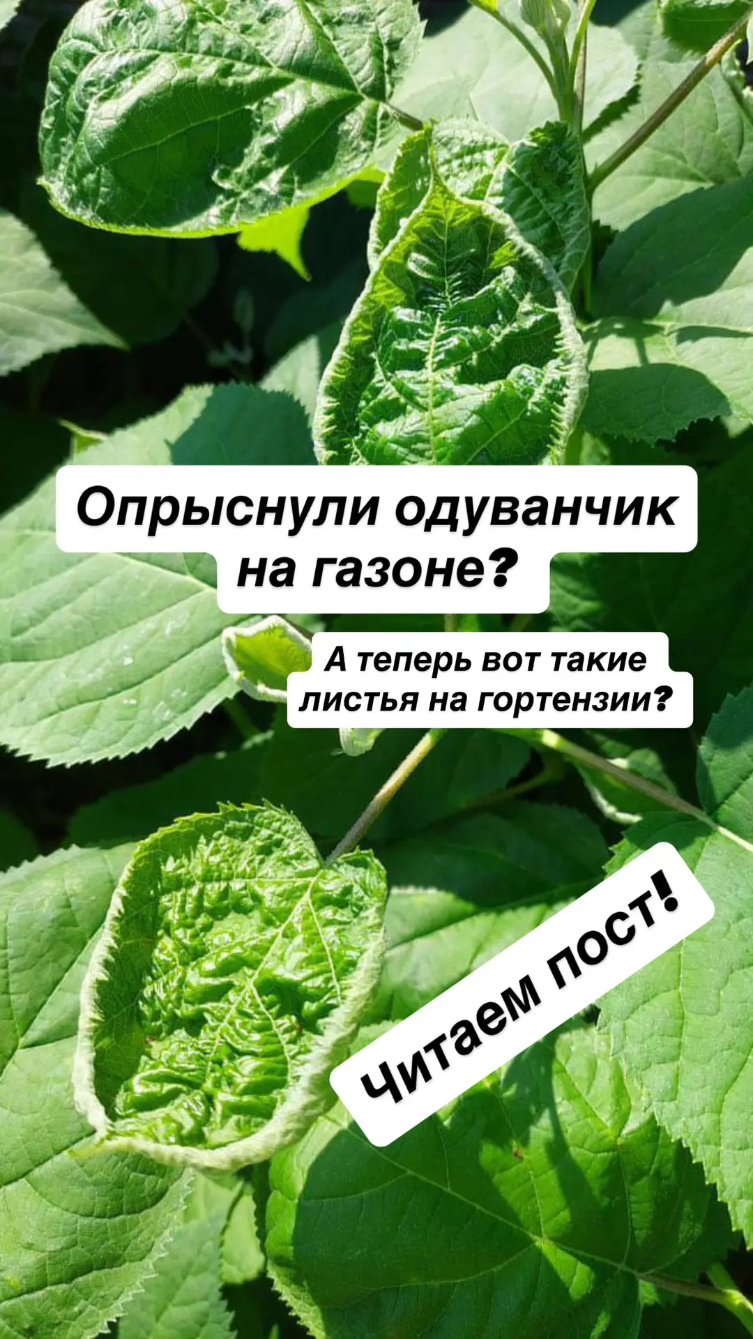 ВАЖНО про гербициды для газона

Прыснули одуванчик, а скукожилась малина? Или сирень? Или гортензия?