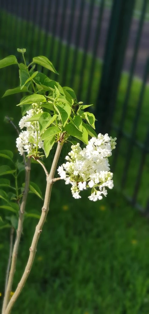 🌸 Ещё одна традиция нашей школы: 9 классы сажают сирень!  ☺️В нашей школе есть замечательная традици