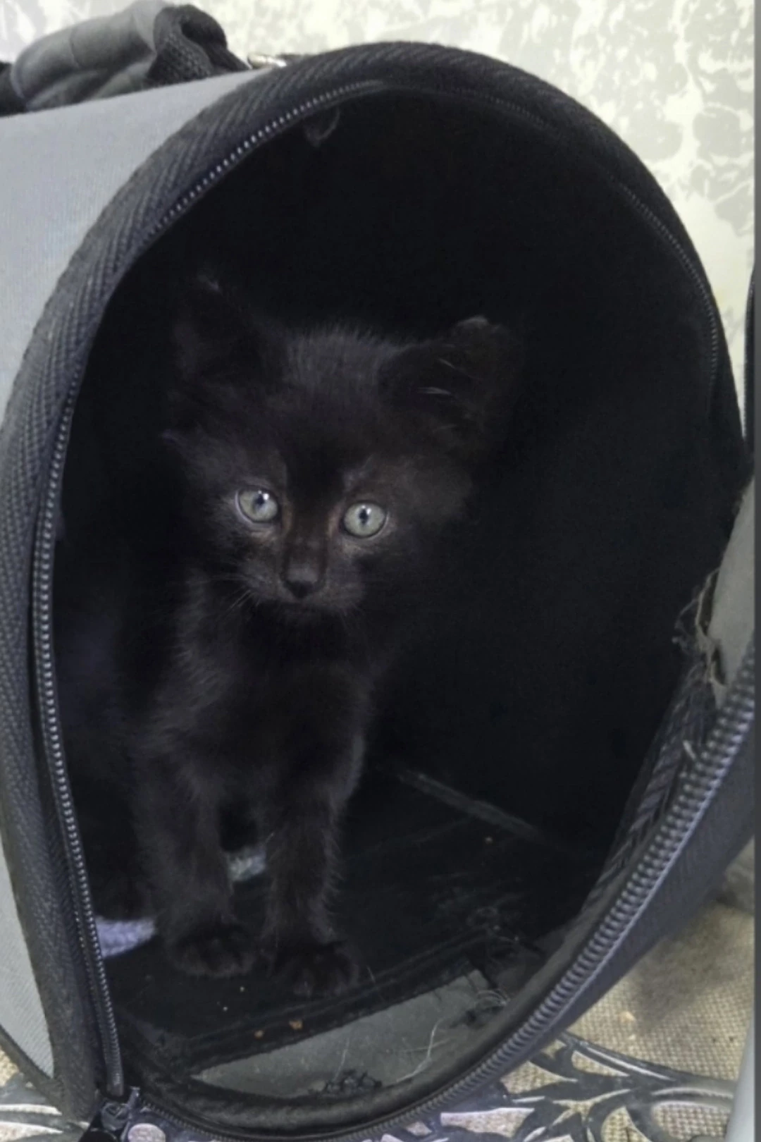 🐈‍⬛ маленькая чёрная жемчужинка ищет дом
