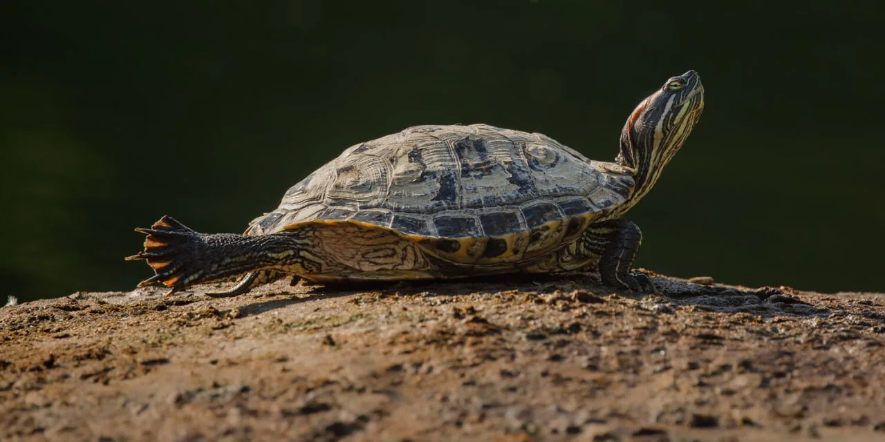 🐢 Я на солнышке сижу, я на солнышко гляжу...