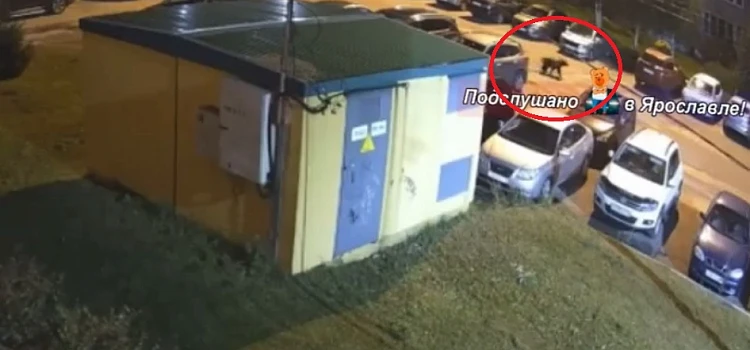 Многим не нравится, что центр Ярославля заставили медведями.
