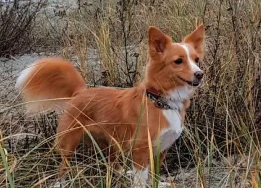 🦊 Алопекис — древняя собака, о которой почти никто не знает.
Когда говорят о редких породах, мало к