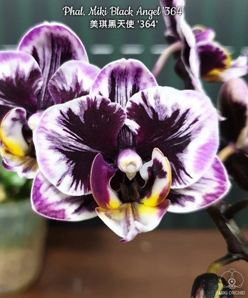 🌺 Азиатские сортовые орхидеи-подростки В НАЛИЧИИ 🌺

🕊️ Дорогие наши подписчики! 🕊️

🌸 На нашем 