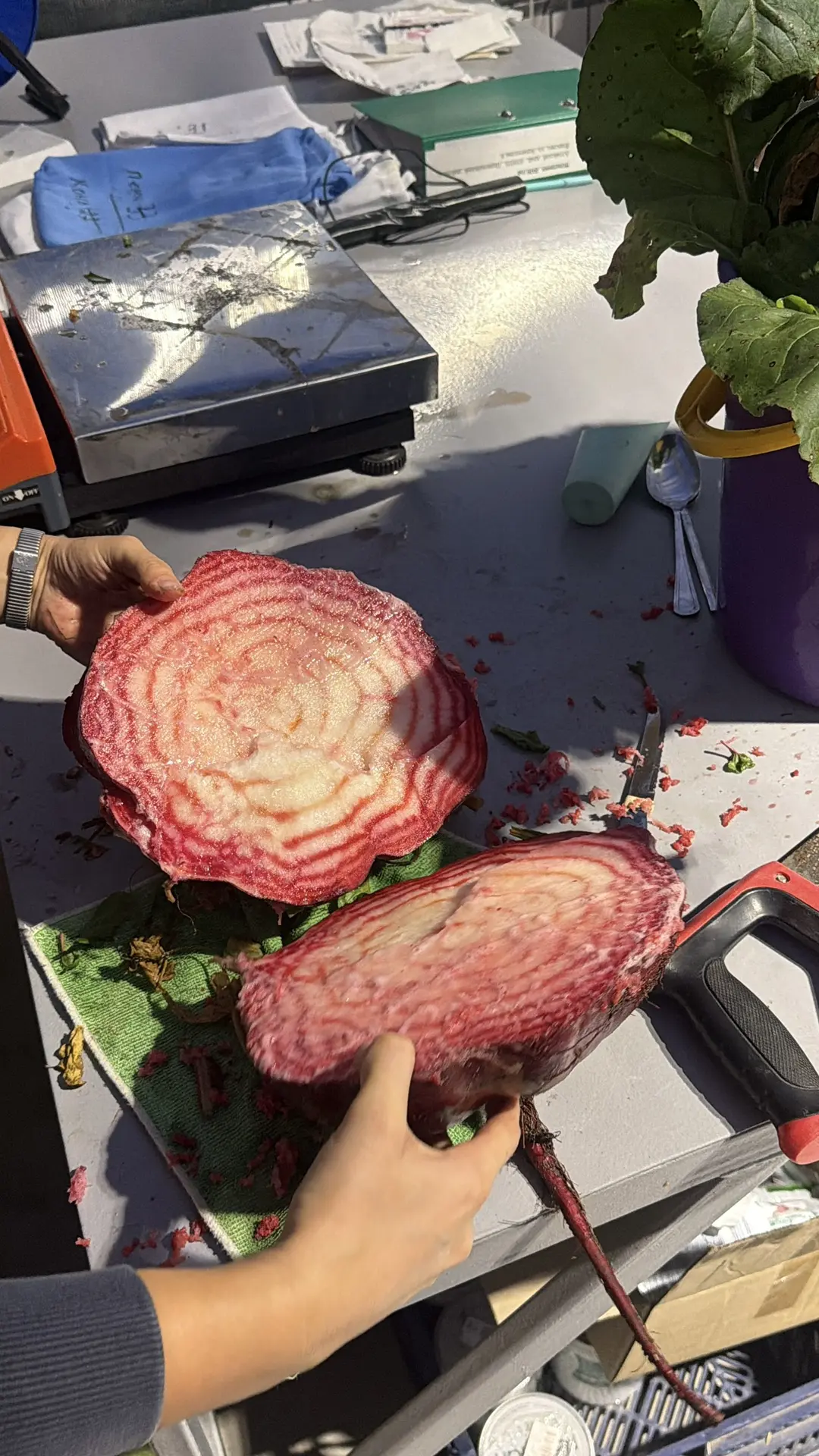 🤪А какая у вас вырастала самая крупная свекла?