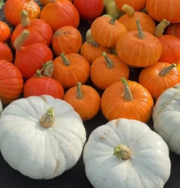 🎃 Самые сладкие и необычные сорта тыквы — сохраняйте список!