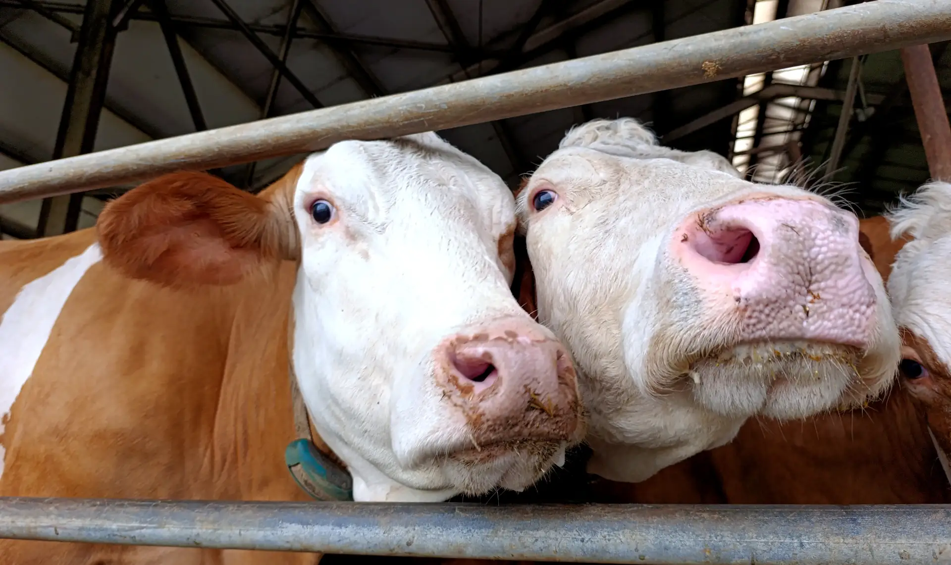 🥛 Себестоимость производства молока на Кубани выросла на 10-12% за год