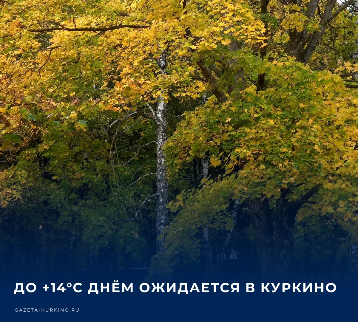 🌤️ Сегодня, 8 октября, в Куркино ожидается преимущественно облачная погода с отдельным...