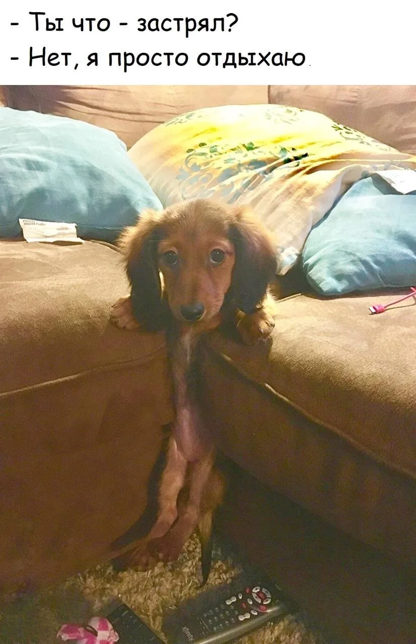 Шерстяной дружок 🐶