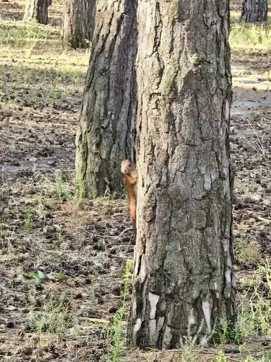 Начинаем утро с милоты — белки в «Пикник-Парке» 🐿️