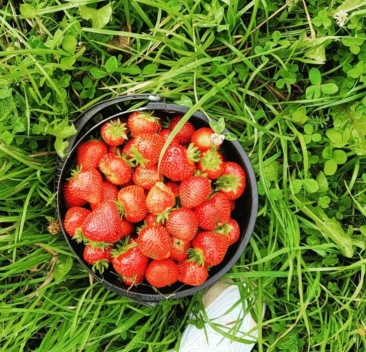 Наконец у нас начался сезон клубники! В Карелии много фермерских хозяйств, выращивающих...