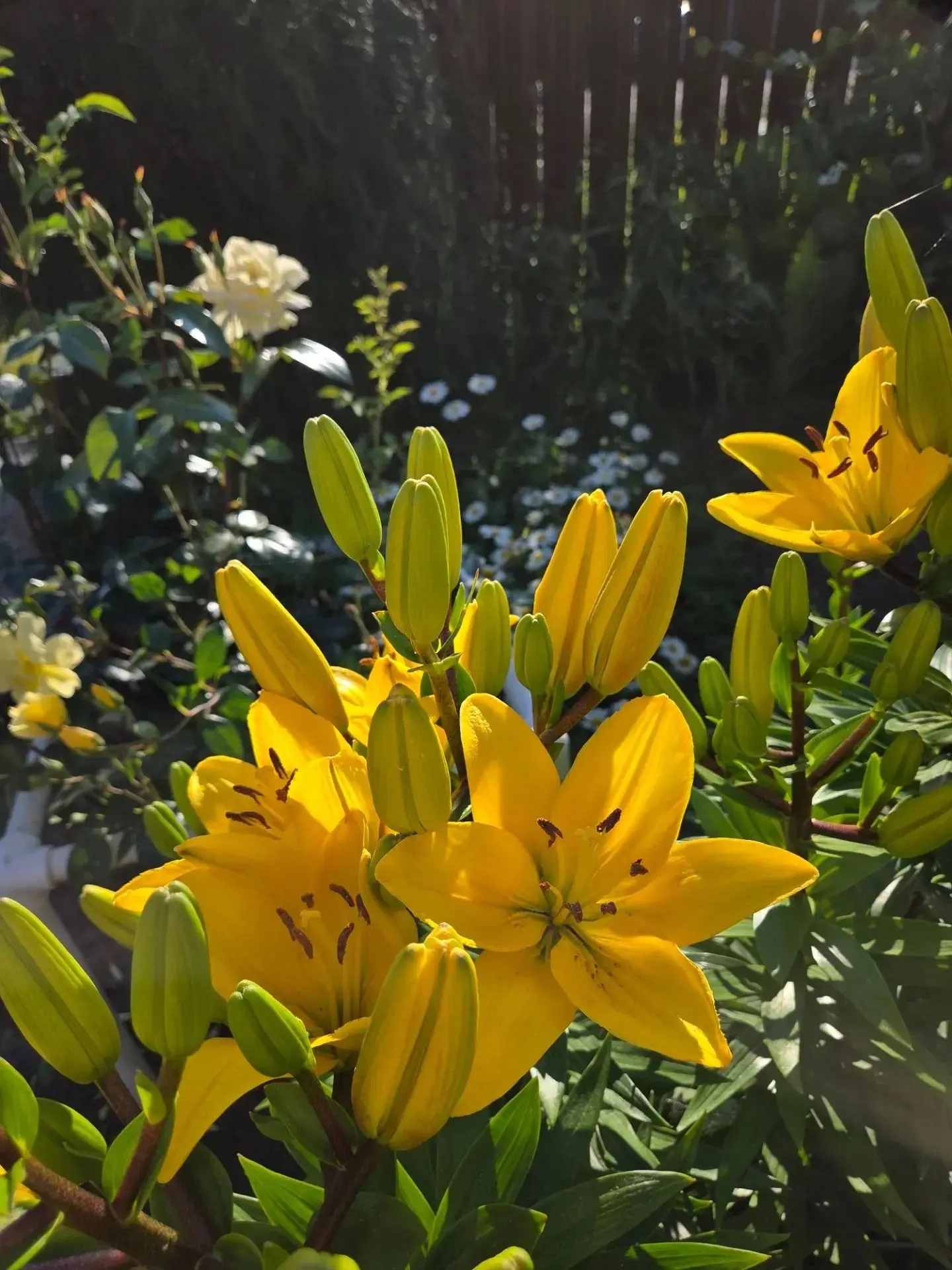 Хәерле иртә, яңа атна белән, дуслар! 💛