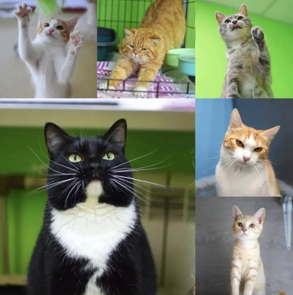 🐈Мы запускаем нашу ежегодную акцию «Добрый друг» ко Дню защиты животных. Просим всех п...