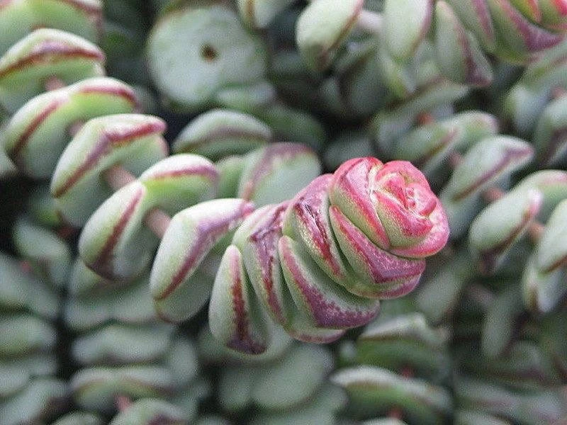 Крассула рупестрис Марнье или Крассула скальная Марнье 🌵