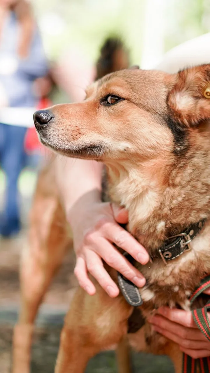 🐕 В парке Маяковского, 23 мая, в парке снова пройдёт фестиваль по пристрою животных «Дорога домой». 