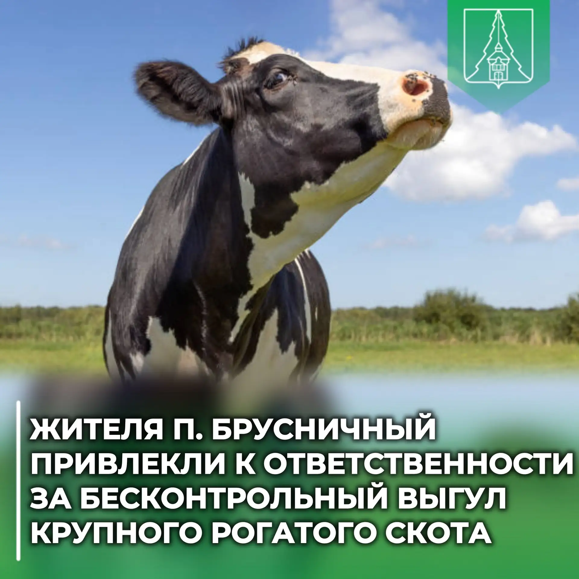 🐄 Жителя посёлка Брусничный привлекли к ответственности за бесконтрольный выгул крупно...