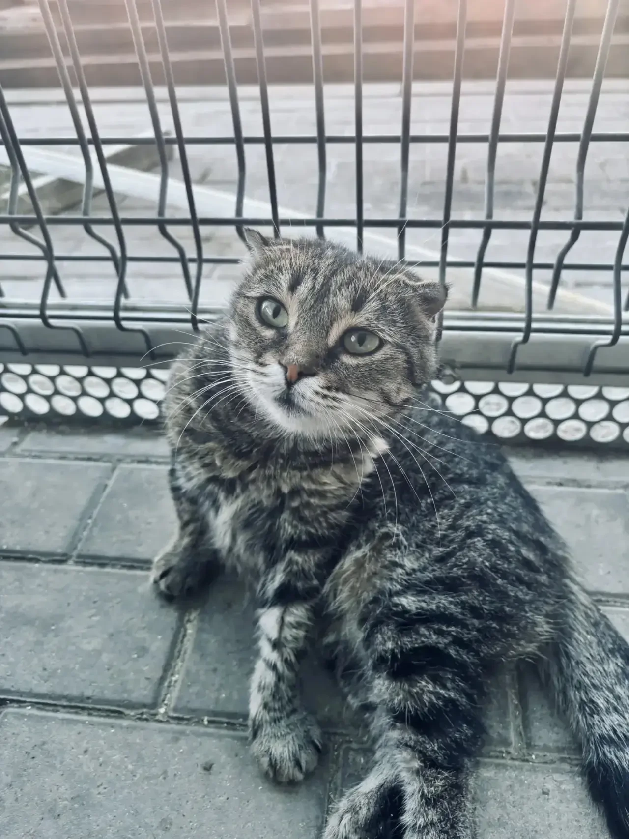 🐾 Тайра. Молодая кошечка.