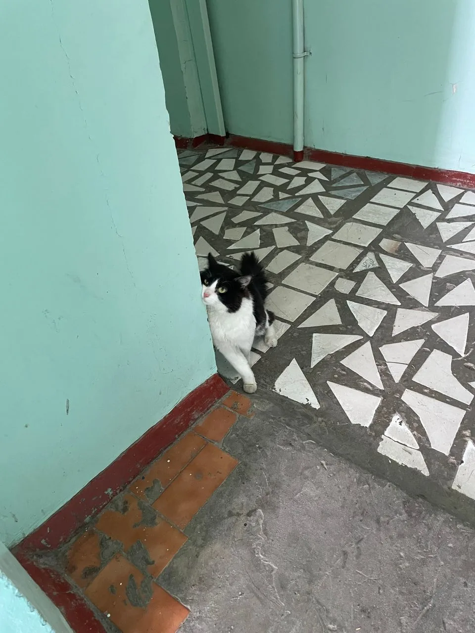 КТО ТЕРЯЛ ХВОСТИК?