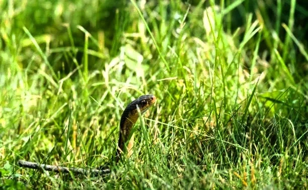 🐍В парке «Дружба» жителей Некрасовки просят быть внимательнее

Сейчас в России продолжается брачный